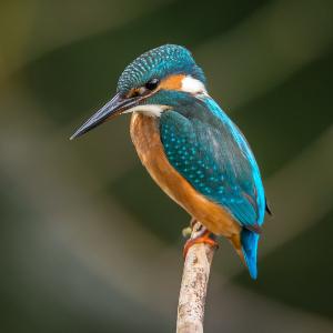 vincent-van-zalinge-vUNQaTtZeOo-unsplash(1).jpg